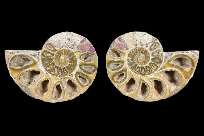 Cut & Polished, Agatized Ammonite Fossil - Jurassic #93524